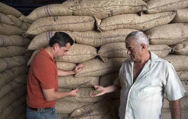   México combate hongo de la roya con nuevos    cafetales resistentes 