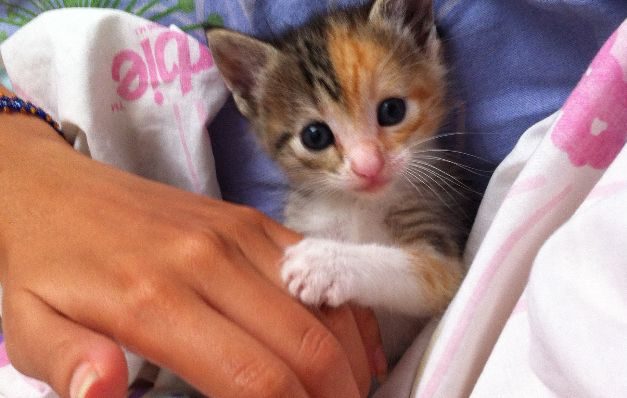 Tuit garantiza que 'adoptar es pritty' 