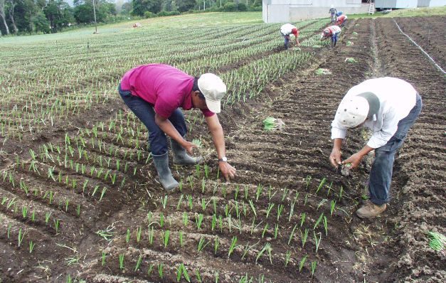 Prohíben rubros importados en áreas de cultivo 