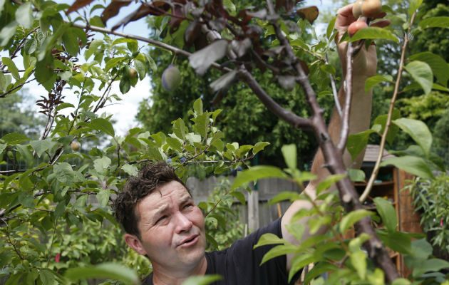 Tiene melocotones, albaricoques, nectarinas, ciruelas, entre otros. Foto/ AP