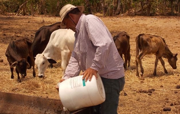 Ganadería perderá este año  $500 millones por fenómeno de El Niño  