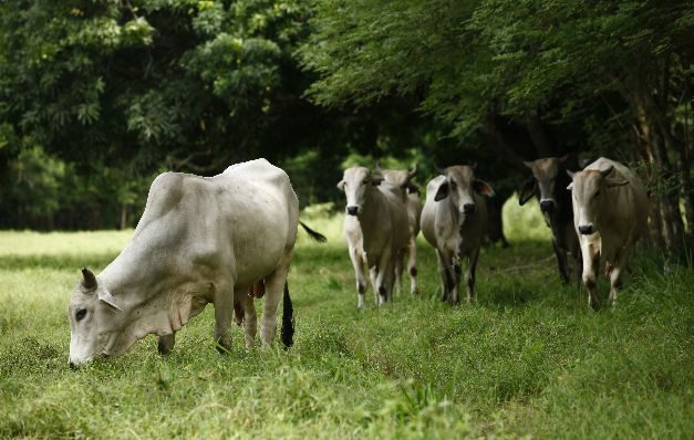 Ganaderos herreranos están preocupados por los constantes hurtos 