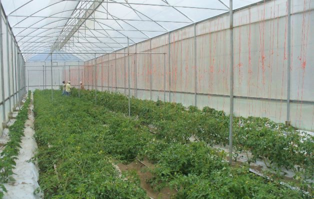 Pequeños productores aseguran que no tienen acceso a los préstamos agropecuarios.  / Archivo