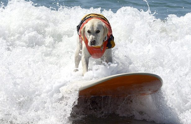 Los perros se lucieron.