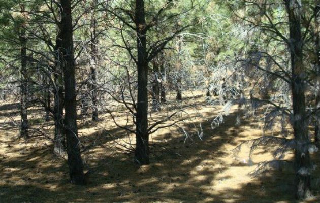 En la Patagonia argentina se han reforestado cerca de 70.000 hectáreas. Foto/ Amy Austin