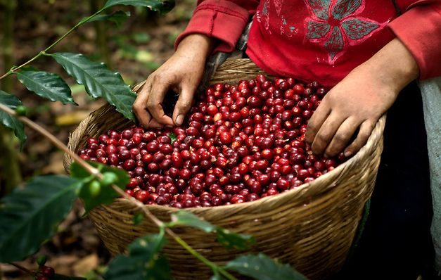Exportación del café salvadoreño crece un 261%