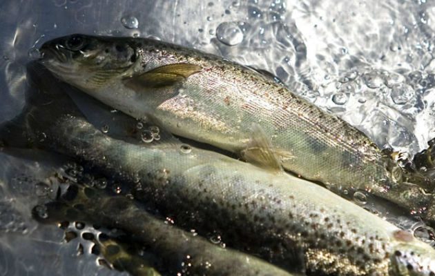 Es nutritivo y seguro para el consumo. Foto/ EFE