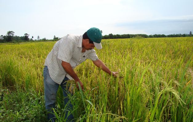 Los supermercados están inundados con arroz extranjero.  / Archivo