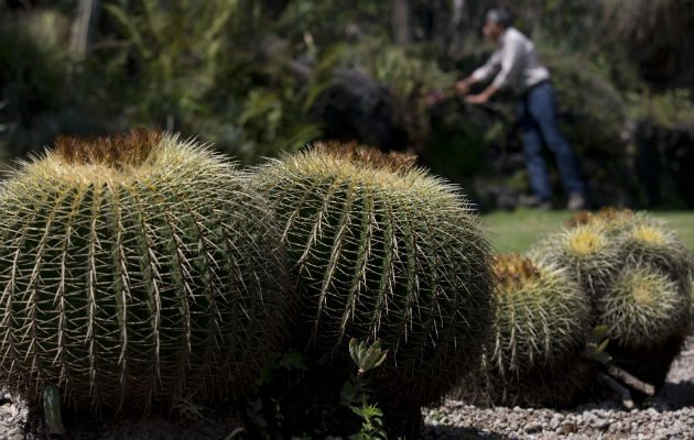 Algunas especies están en peligro de extinción. Foto/ AP