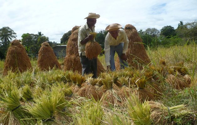 Otro de los problemas de los productores de arroz es el pago de la compensación de $7.50 por quintal vendido a los molineros, ya que algunos no lo están pagando.  / Archivo