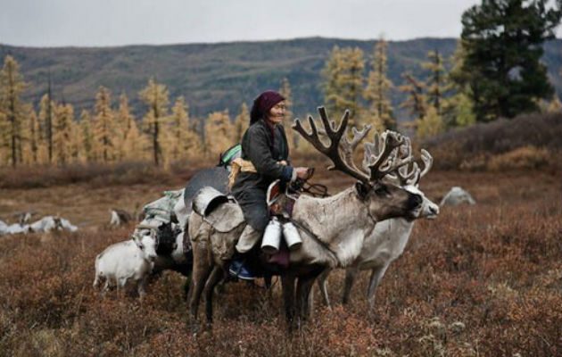 Pastorean a los renos. 