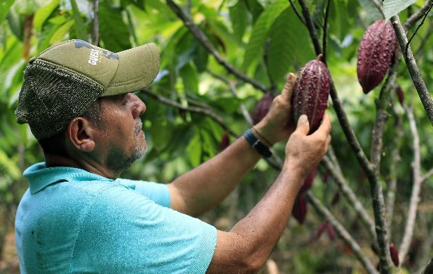 Demanda del cacao.