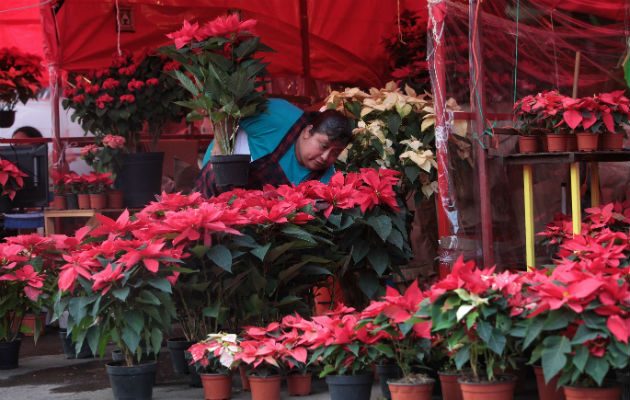 Vendedora de Nochebuenas en la Ciudad de México. Foto/ EFE