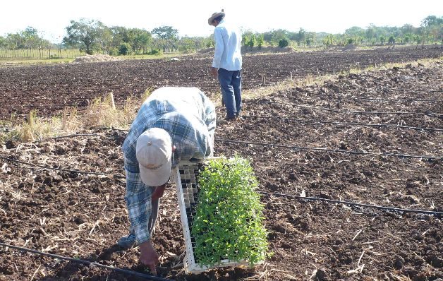 La falta de políticas sostenibles para el sector agropecuario ejerce  una presión sobre la balanza comercial, señalan economistas.   / Archivos
