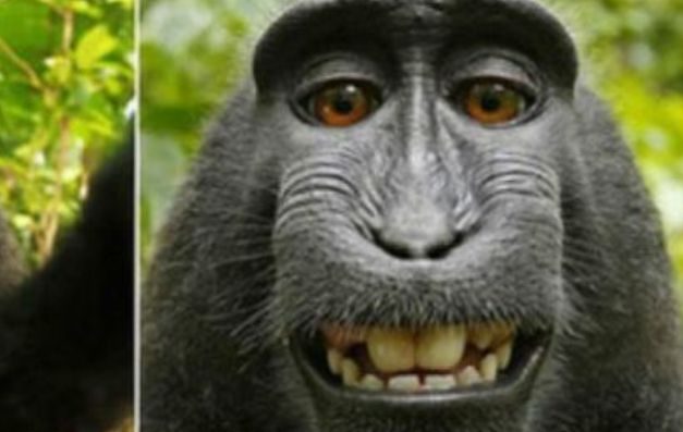 Mono se toma un 'selfie' y no le dan sus derechos 