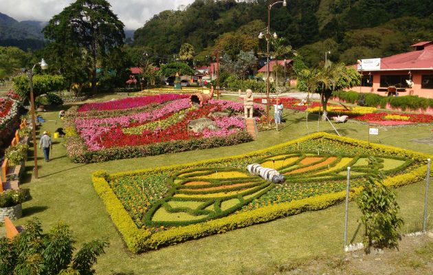 Tienen un gran colorido de flores. Foto/ José Vásquez