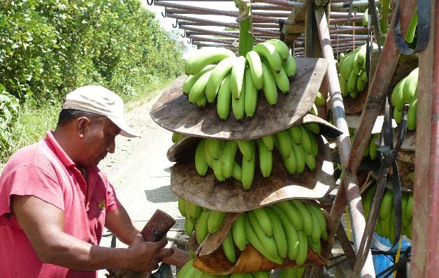 La compertitividad de Barú está fectada por la desidia de las autoridades, según los empresarios.  / Archivo