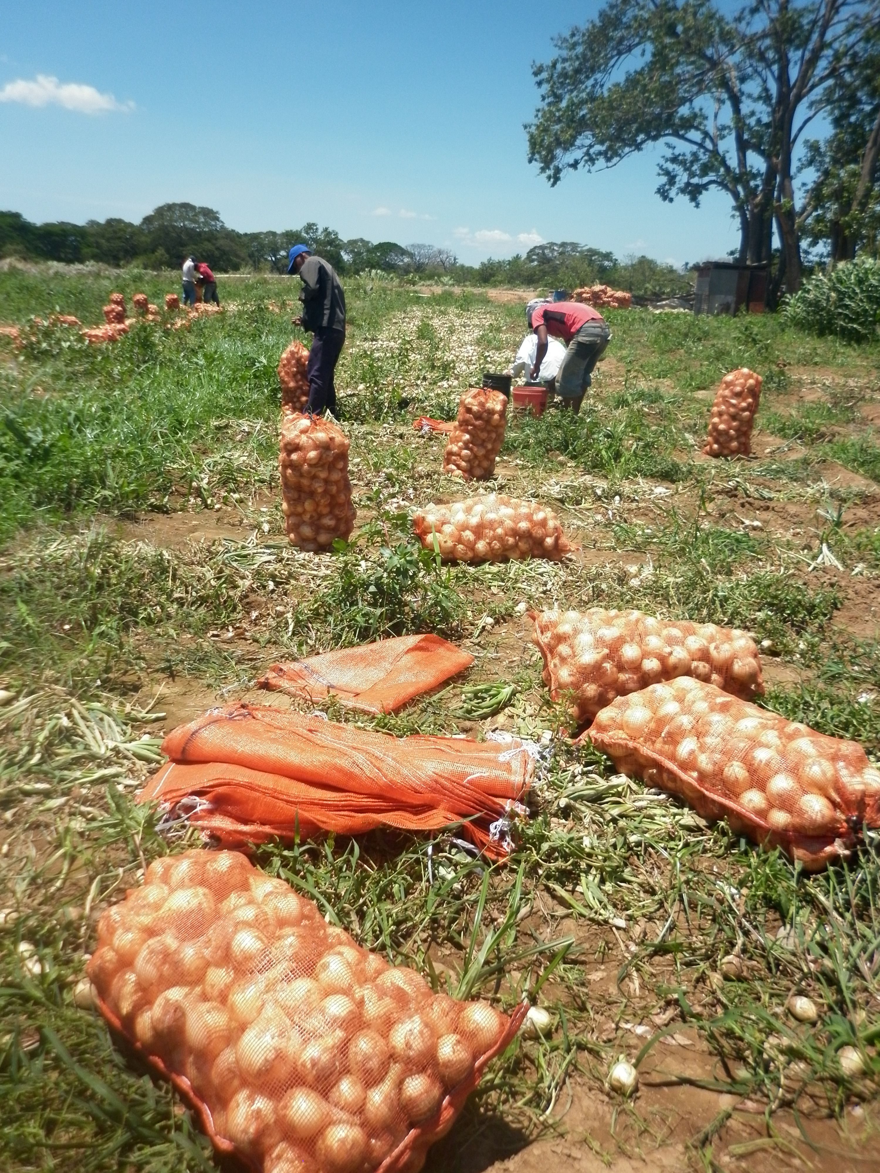 Autoridades no cumplen acuerdo con productores  