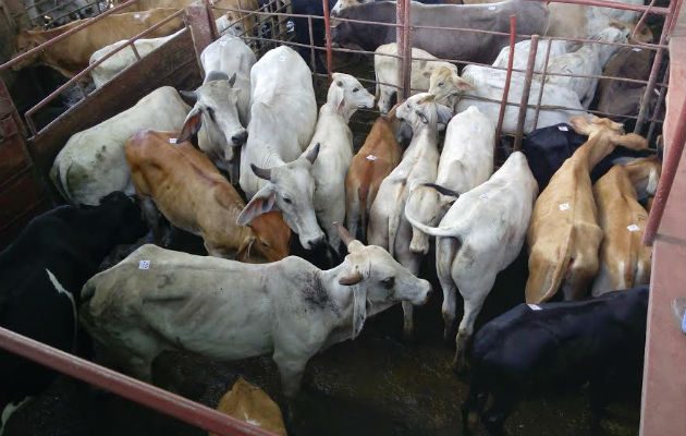 Foto/ José Vásquez