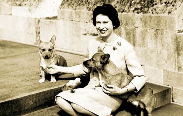 A los 18 cumpleaños Isabel II tuvo a su primer corgi llamada Susan.