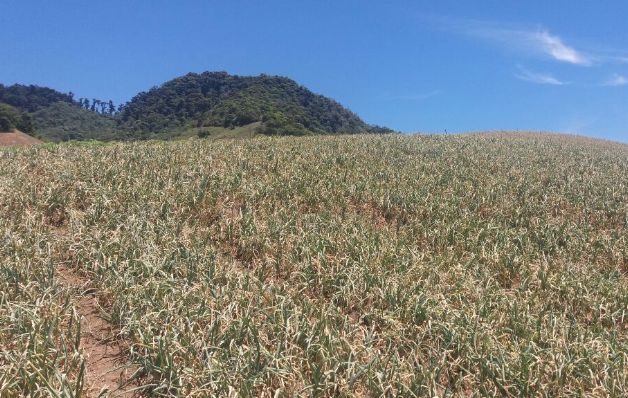 Productores afirman que en las Tierras Altas no llueve como antes.  / Foto Cortesía.