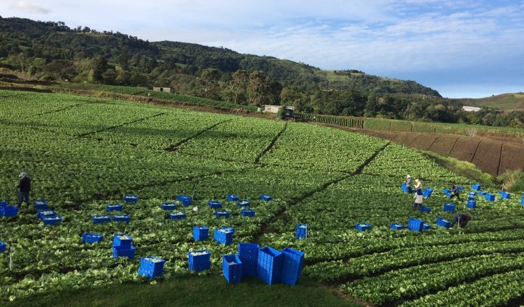 La baja en producción de rubros como  lechuga, repollo y otros afectará a los consumidores. /Foto José Vásquez