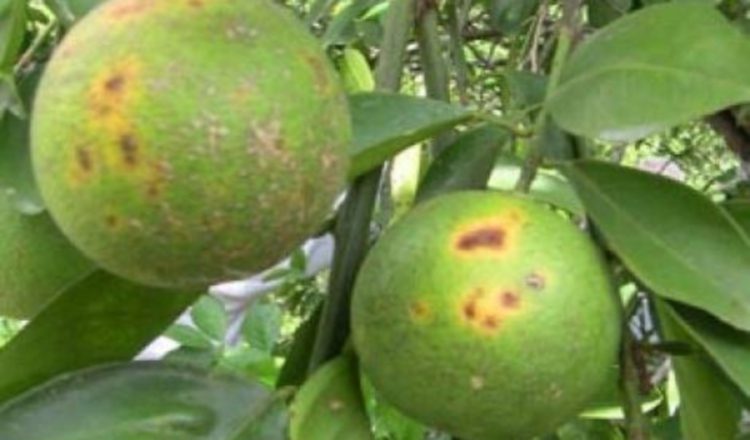 Enfermedad es como un cáncer,  infecta la planta y la elimina. /Foto Cortesía.