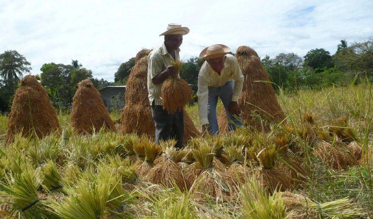 Argentina, Guyana o Estados Unidos traerán el arroz importado. /Foto Archivo.