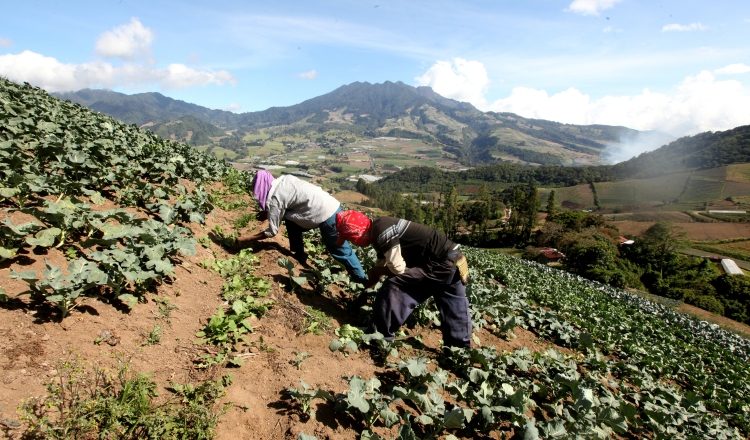 El fenómeno impactaría el costo de la comida. /Foto Archivo