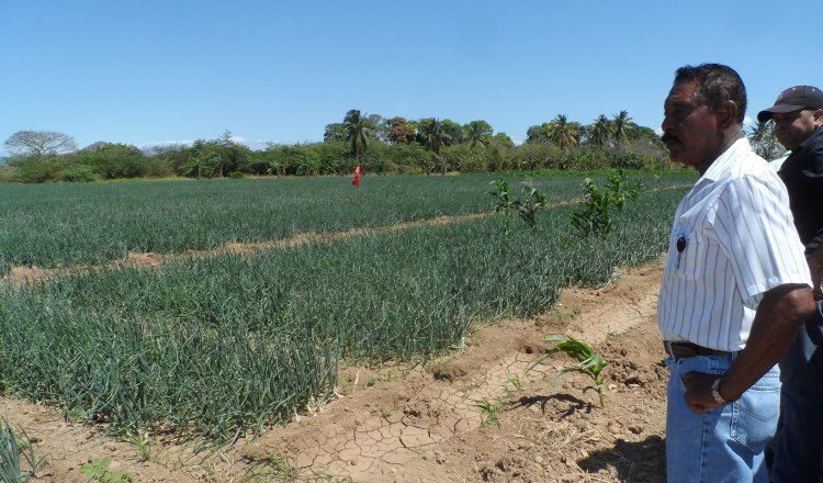 Este año se han importado un total de 120 mil 774 quintales de cebolla ,según la Aupsa. Archivo.