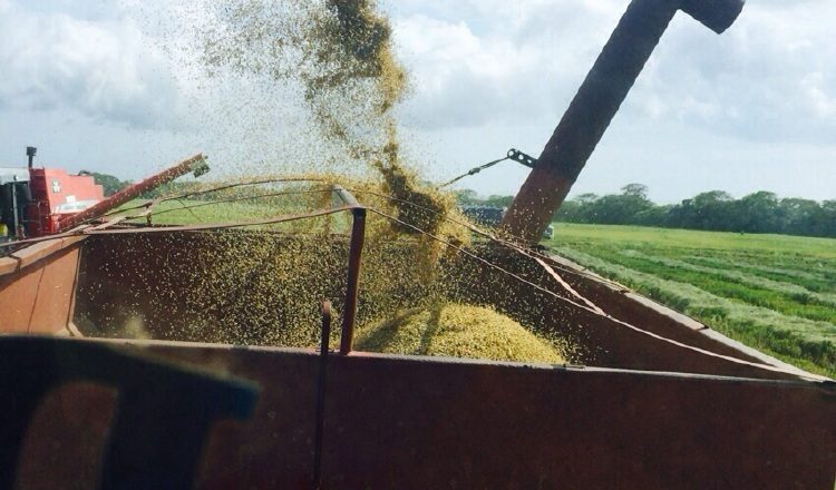 Los productores no han ampliado el número de hectáreas sembradas. /Foto: José Vásquez