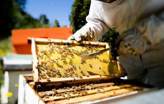 La abeja cosecha en los árboles tanto el polen como el néctar. El néctar es un jugo azucarado que está en la flor, y es el principal alimento de la colmena. FOTO:EFE