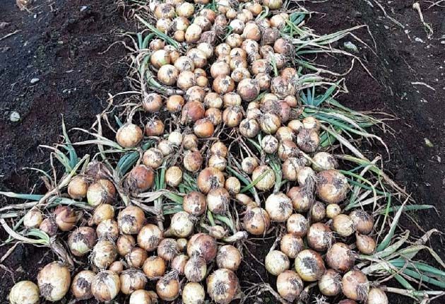 Productores aseguran que las importaciones ponen en peligro al productor nacional. /Foto José Vásquez