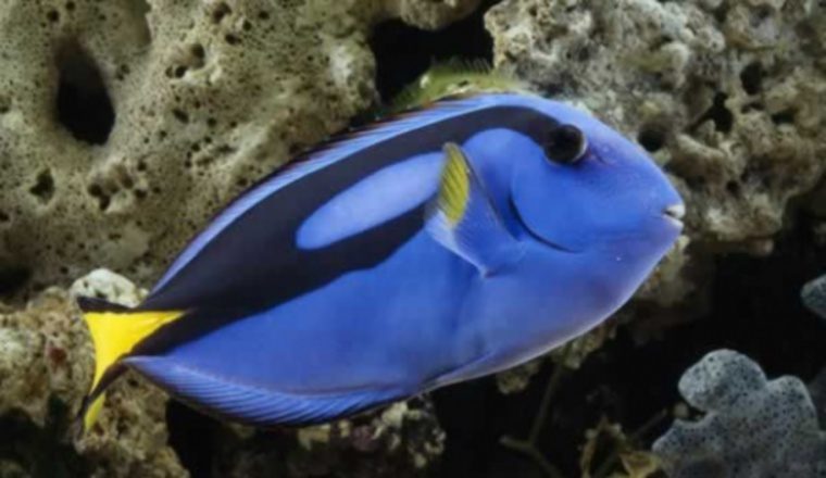 Este pez  siendo muy solicitado por quienes gustan de las peceras. /Foto eldiariodecoahuila.com.