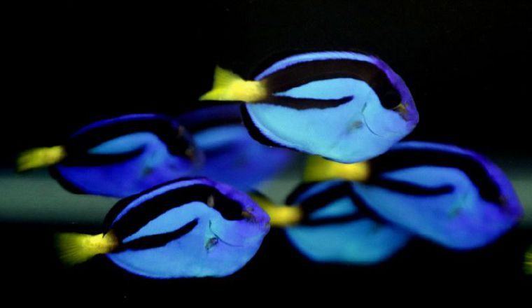 Activistas en derechos de los animales  temen por esta especie. /Foto AP.