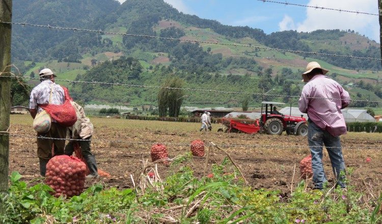 Abandono del sector agropecuario produce aumento en el precio de los alimentos, señalan expertos. /Foto Archivo