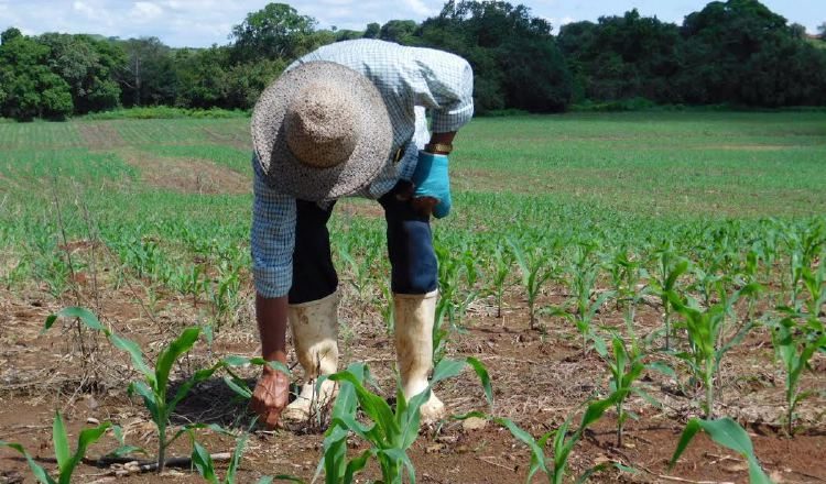 La falta de lluvias afectó grandemente la producción de este rubro el año pasado, en la provincia. /Foto Zenaida Vásquez
