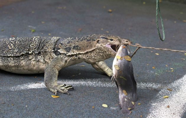 Cuidadores tailandeses atrapan a un dragón de Komodo durante la campaña de reubicación de reptiles en el parque Lumpini en Bangkok, Tailandia. Foto: EFE