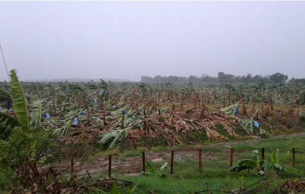 Producción de banano afectado. Foto: Leonardo Machuca.
