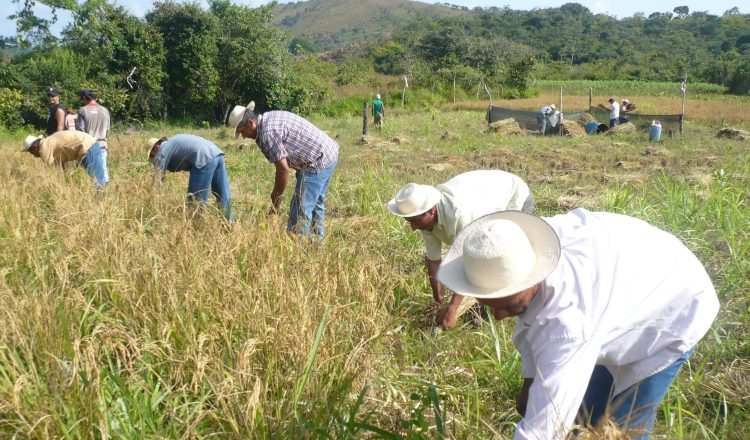La importación que se tenía prevista, de 300 mil quintales de arroz en cáscara, fue suspendida, tras una reunión entre representantes del Gobierno y los productores. /Foto Archivo