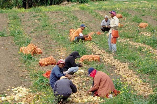 Sector agropecuario sigue en total abandono