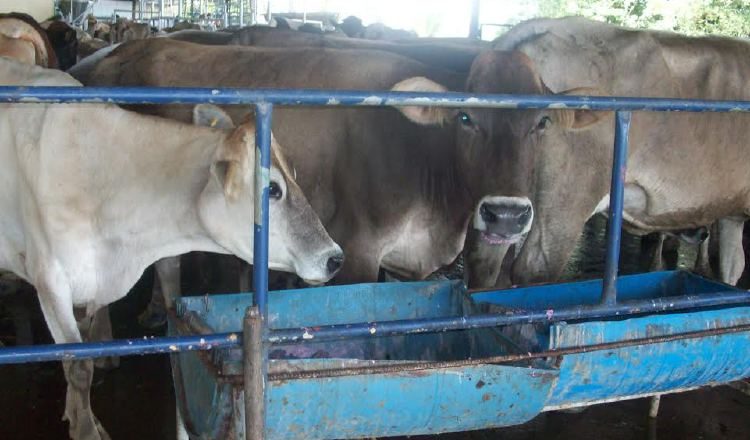 En las tierras chiricanas, se estima que hay unas 17 mil cabezas de ganado de leche. /Foto José Vásquez