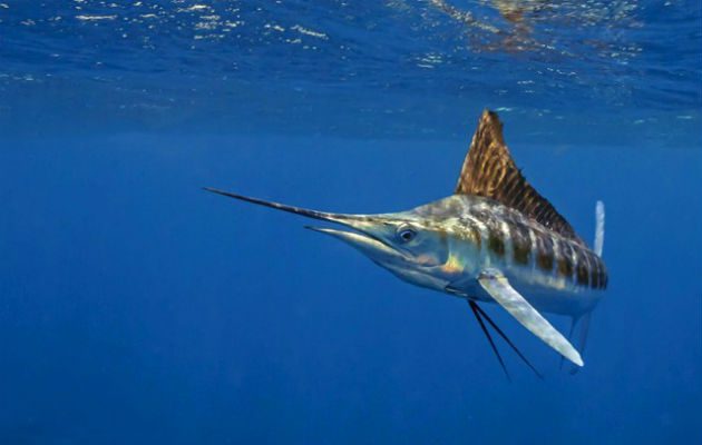 Foto/Tomada de Internet