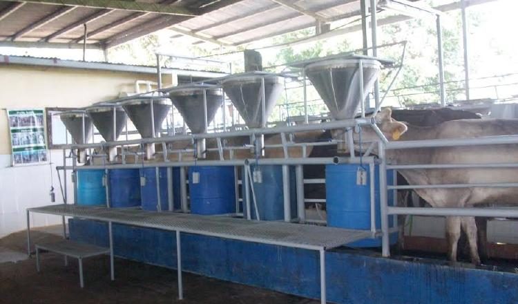 Los productores de Chiriquí solicitan ayuda a las autoridades del sector agropecuario.