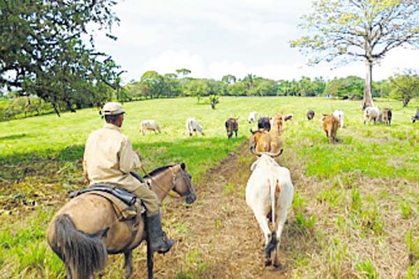 Actividad Económica muestra   menor crecimiento a septiembre