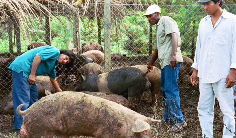 En las fincas quedan como excedente 50 mil cerdos mensuales. /Foto Archivo