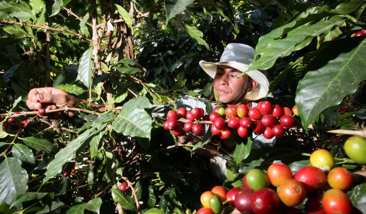 Actividad cafetalera de Honduras está en manos de unos 100 mil pequeños productores. /Foto EFE