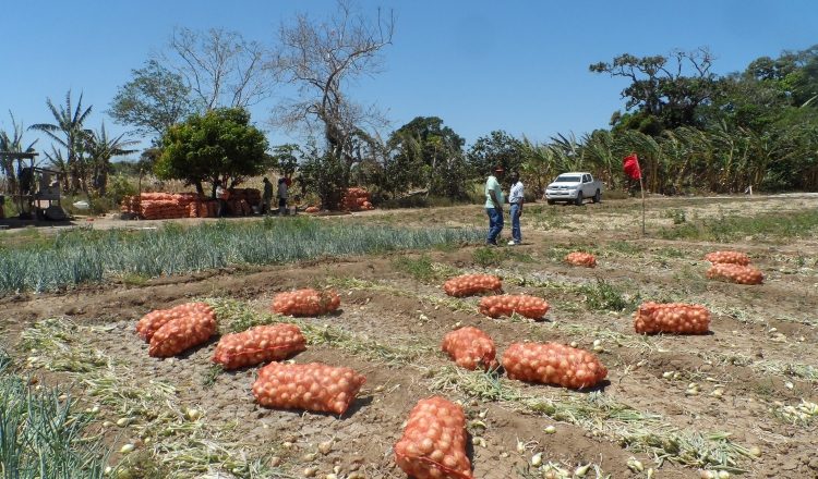 Temen que la cantidad de hectáreas sembradas de cebolla disminuya durante el 2017 por las importaciones. Archivo