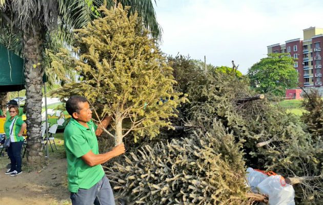 Los arbolitos navideñas son removidos de las viviendas