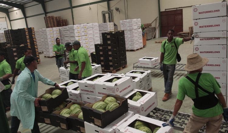 La exportación de frutas panameñas como sandía, melón, guineo, entre otras, ha venido decayendo en los últimos años. /Foto Archivo 